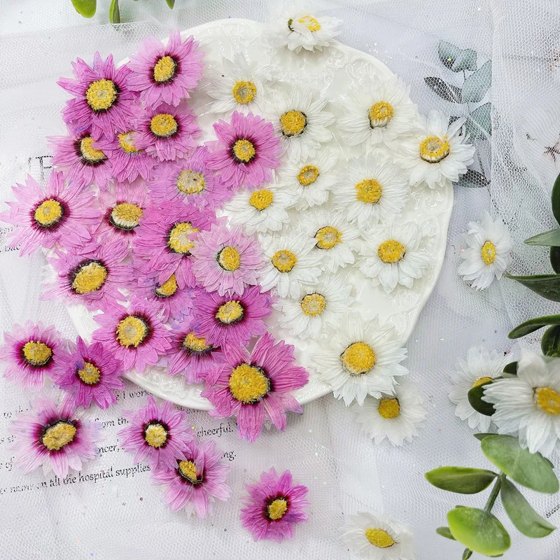 Home Decor Daisy - 24 Chiếc/2-4CM, Tự Nhiên Hoa Ép