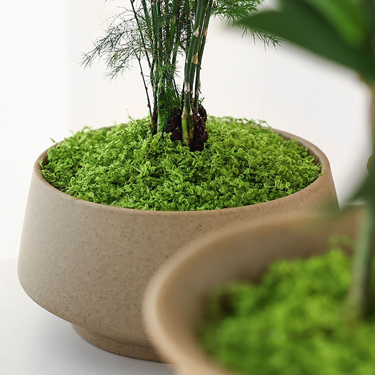 About 20g Artificial Green Pla - đánh giá và giá Home Decor Handicraft