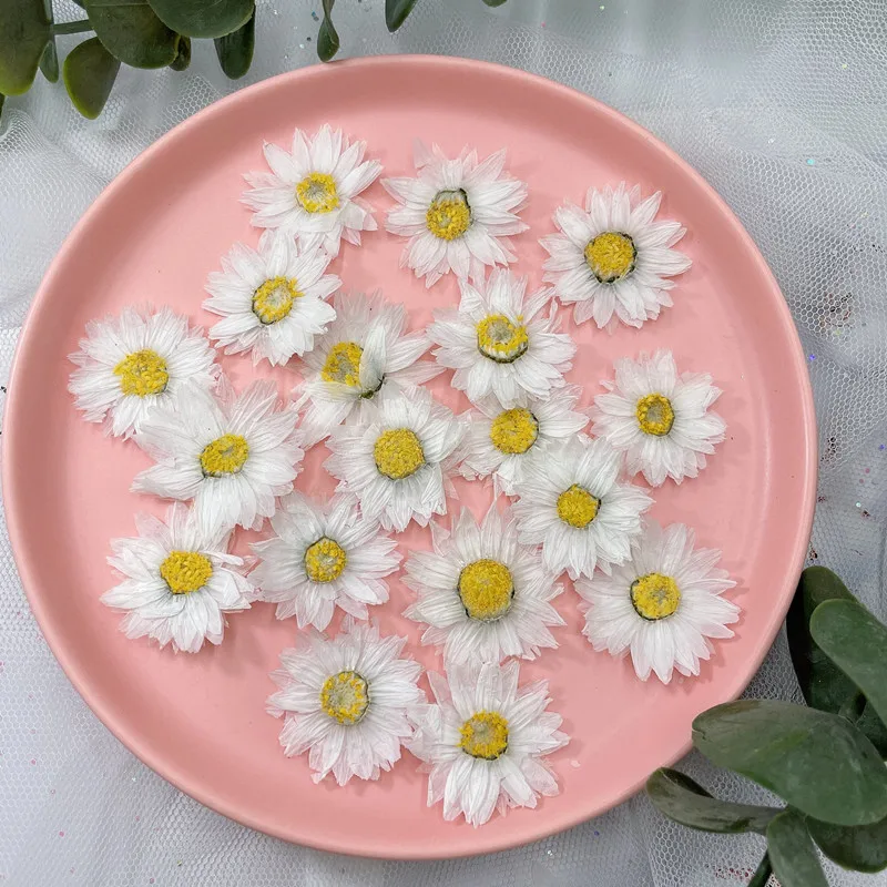 24 Chiếc/2-4CM, Tự Nhiên Hoa É - đánh giá và giá Home Decor Daisy