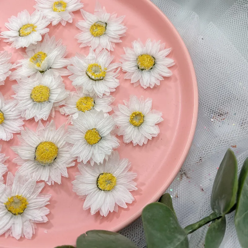 24 Chiếc/2-4CM, Tự Nhiên Hoa É - đánh giá và giá Home Decor Daisy