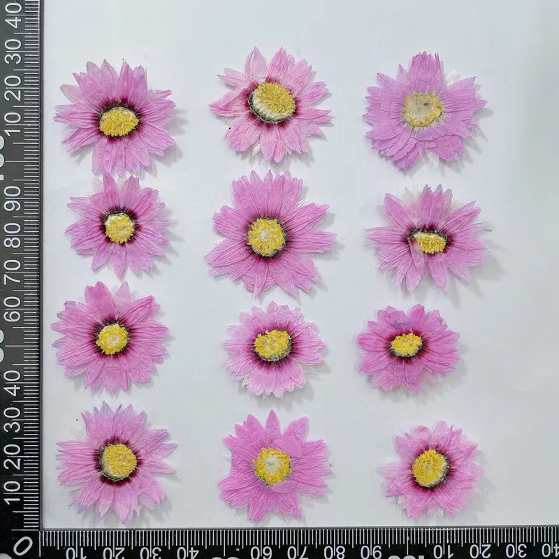 24 Chiếc/2-4CM, Tự Nhiên Hoa É - đánh giá và giá Home Decor Daisy